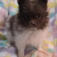 Titan, a male Pomeranian for sale in Farmington, IA – Photo 6 of 7