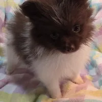 Titan, a male Pomeranian for sale in Farmington, IA – Photo 5 of 7