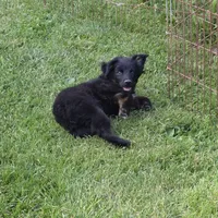 Diago, a male Miniature Australian Shepherd for sale in Farmington, IA – Photo 1 of 5