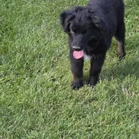 Diago, a male Miniature Australian Shepherd for sale in Farmington, IA – Photo 3 of 5