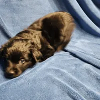 Diago, a male Miniature Australian Shepherd for sale in Farmington, IA – Photo 5 of 5