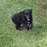 Diago, a male Miniature Australian Shepherd for sale in Farmington, IA – Photo 2 of 5