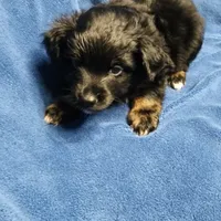 Diago, a male Miniature Australian Shepherd for sale in Farmington, IA – Photo 4 of 5