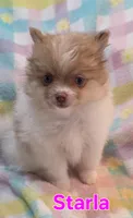 Starla, a female Pomeranian for sale in Farmington, IA – 2 of 6
