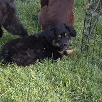 Gracie, a female Miniature Australian Shepherd for sale in Farmington, IA – Photo 3 of 5