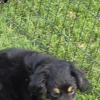 Gracie, a female Miniature Australian Shepherd for sale in Farmington, IA – Photo 4 of 5