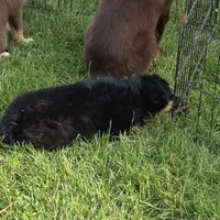 Gracie, a female Miniature Australian Shepherd for sale in Farmington, IA – Photo 5 of 5
