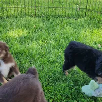 Gracie, a female Miniature Australian Shepherd for sale in Farmington, IA – Photo 1 of 5