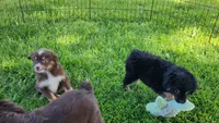 Gracie, a female Miniature Australian Shepherd for sale in Farmington, IA – Photo 1 of 5