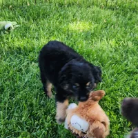 Gracie, a female Miniature Australian Shepherd for sale in Farmington, IA – Photo 2 of 5