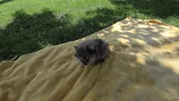 Kammie, a female Pomeranian for sale in Farmington, IA – 4 of 5