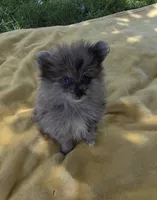 Kammie, a female Pomeranian for sale in Farmington, IA – 3 of 5
