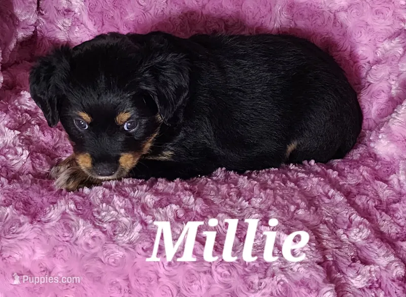 Millie