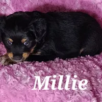 Millie, a female Miniature Australian Shepherd for sale in Farmington, IA – Photo 1 of 2