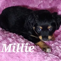 Millie, a female Miniature Australian Shepherd for sale in Farmington, IA – Photo 2 of 2