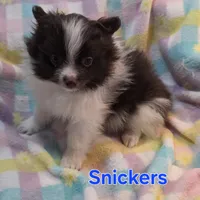 Snickers, a male Pomeranian for sale in Farmington, IA – Photo 6 of 8