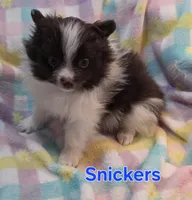 Snickers, a male Pomeranian for sale in Farmington, IA – Photo 6 of 8
