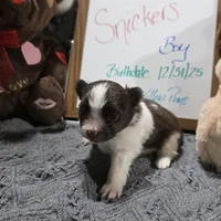 Snickers, a male Pomeranian for sale in Farmington, IA – Photo 7 of 8