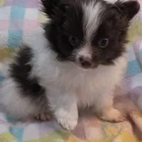 Snickers, a male Pomeranian for sale in Farmington, IA – Photo 4 of 8