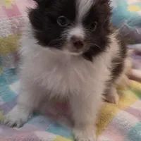 Snickers, a male Pomeranian for sale in Farmington, IA – Photo 2 of 8