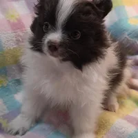 Snickers, a male Pomeranian for sale in Farmington, IA – Photo 8 of 8