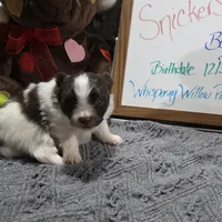 Snickers, a male Pomeranian for sale in Farmington, IA – Photo 5 of 8