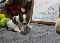 Snickers, a male Pomeranian for sale in Farmington, IA – Photo 5 of 8