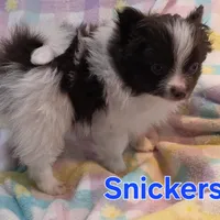 Snickers, a male Pomeranian for sale in Farmington, IA – Photo 1 of 8