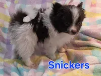 Snickers, a male Pomeranian for sale in Farmington, IA – Photo 1 of 8