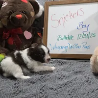 Snickers, a male Pomeranian for sale in Farmington, IA – Photo 3 of 8