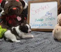 Snickers, a male Pomeranian for sale in Farmington, IA – Photo 3 of 8