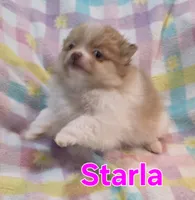 Starla, a female Pomeranian for sale in Farmington, IA – 3 of 6