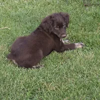 Gus, a male Miniature Australian Shepherd for sale in Farmington, IA – Photo 2 of 2