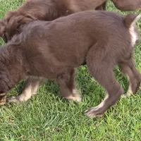 Gus, a male Miniature Australian Shepherd for sale in Farmington, IA – Photo 1 of 2