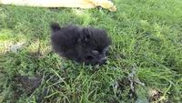 Kiasha, a female Pomeranian for sale in Farmington, IA – 3 of 5
