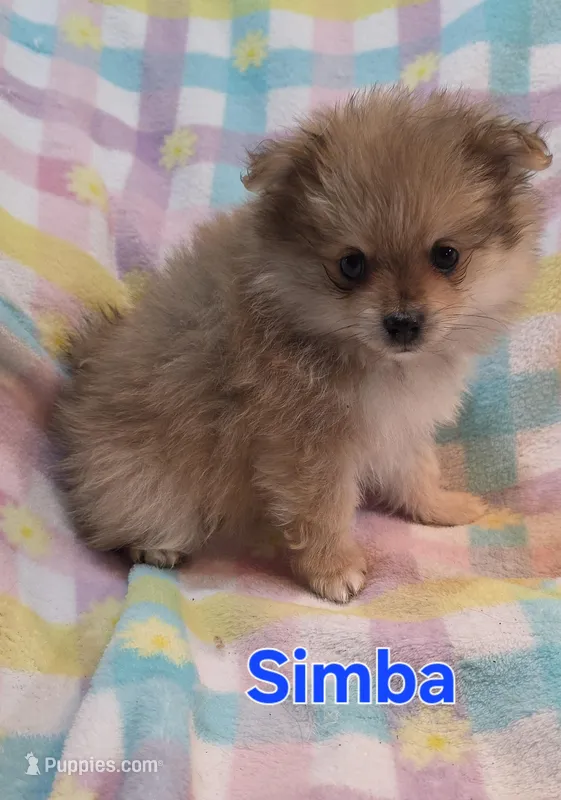 Simba