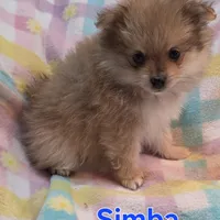 Simba, a male Pomeranian for sale in Farmington, IA – Photo 1 of 6