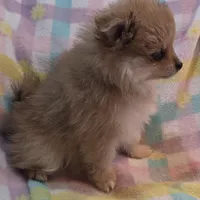 Simba, a male Pomeranian for sale in Farmington, IA – Photo 5 of 6