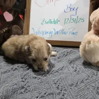 Simba, a male Pomeranian for sale in Farmington, IA – Photo 2 of 6