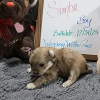 Simba, a male Pomeranian for sale in Farmington, IA – Photo 3 of 6