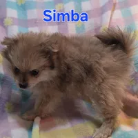 Simba, a male Pomeranian for sale in Farmington, IA – Photo 6 of 6