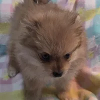 Simba, a male Pomeranian for sale in Farmington, IA – Photo 4 of 6