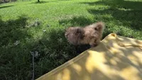 Kira, a female Pomeranian for sale in Farmington, IA – 4 of 5