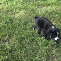 Hanna, a female Miniature Australian Shepherd for sale in Farmington, IA – Photo 2 of 2