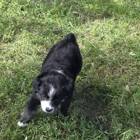 Hanna, a female Miniature Australian Shepherd for sale in Farmington, IA – Photo 1 of 2