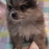 Sullivan, a male Pomeranian for sale in Farmington, IA – Photo 6 of 7