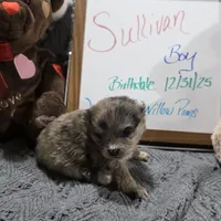 Sullivan, a male Pomeranian for sale in Farmington, IA – Photo 4 of 7