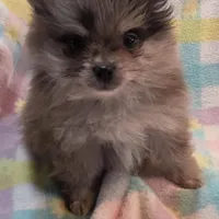 Sullivan, a male Pomeranian for sale in Farmington, IA – Photo 2 of 7