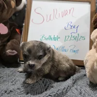 Sullivan, a male Pomeranian for sale in Farmington, IA – Photo 3 of 7