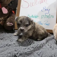 Sullivan, a male Pomeranian for sale in Farmington, IA – Photo 5 of 7